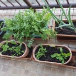“Herb and Vegetable Garden” on the balcony