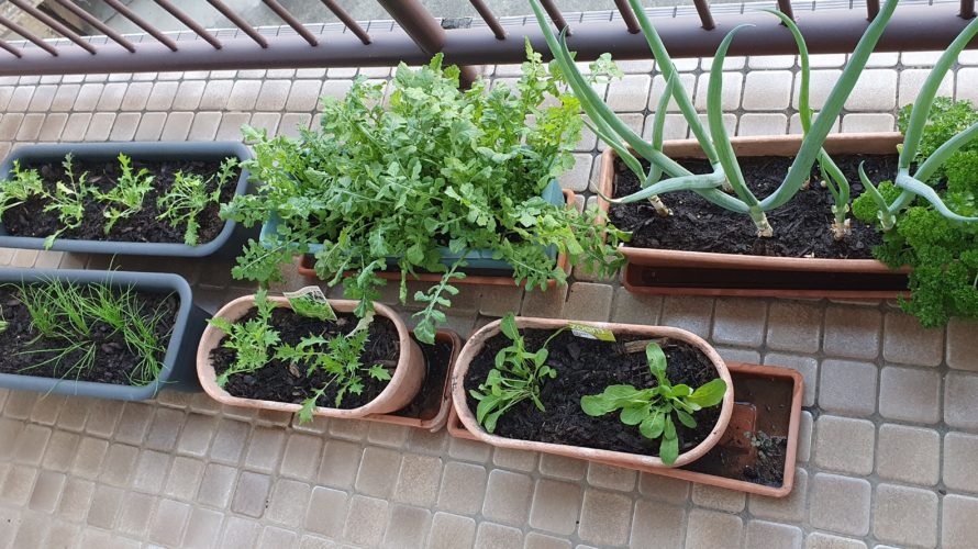 “Herb and Vegetable Garden” on the balcony