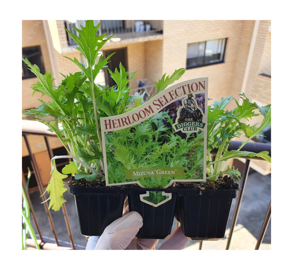 Herb And Vegetable Garden On The Balcony